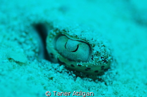 blue spotted stingray - no strobes by Taner Atilgan 